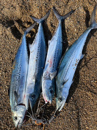 波松海岸