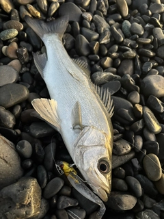 セイゴ（ヒラスズキ）の釣果