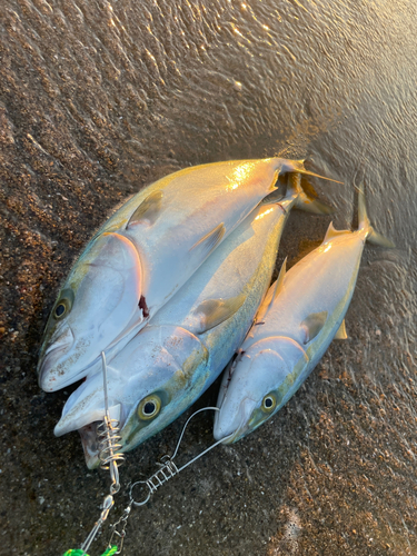 ハマチの釣果