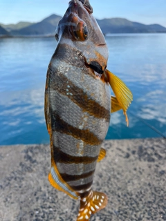 タカノハの釣果