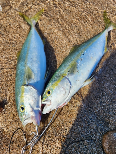 フクラギの釣果