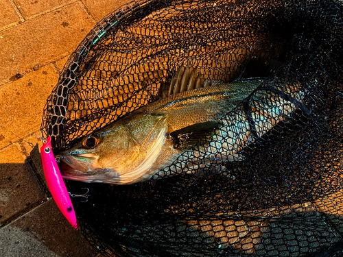 シーバスの釣果