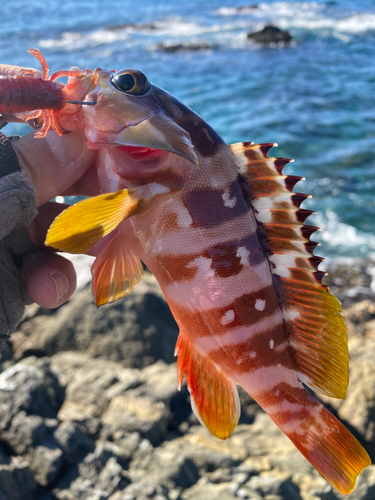 アカハタの釣果