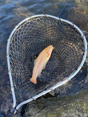 アルビノニジマスの釣果