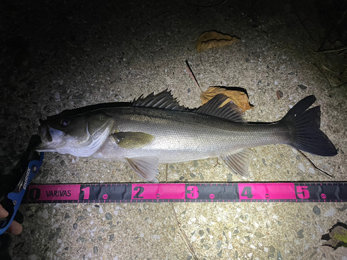 シーバスの釣果