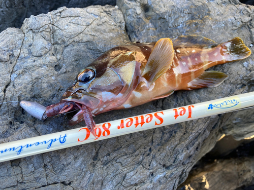 アカハタの釣果