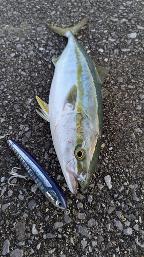 ヤズの釣果