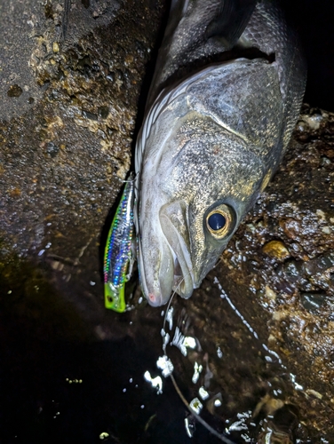 シーバスの釣果