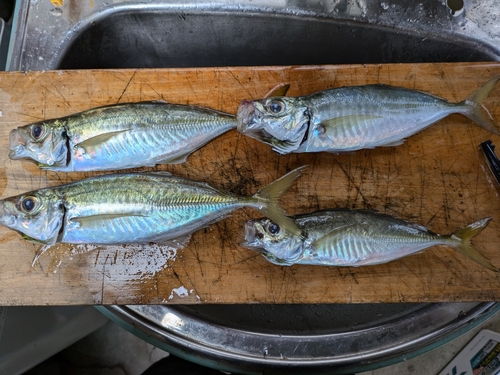 アジの釣果