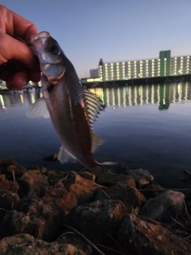 セイゴ（ヒラスズキ）の釣果