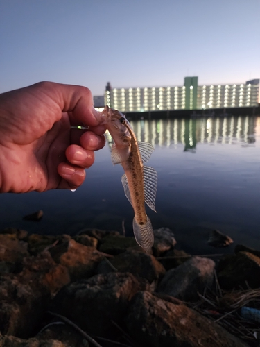 マハゼの釣果