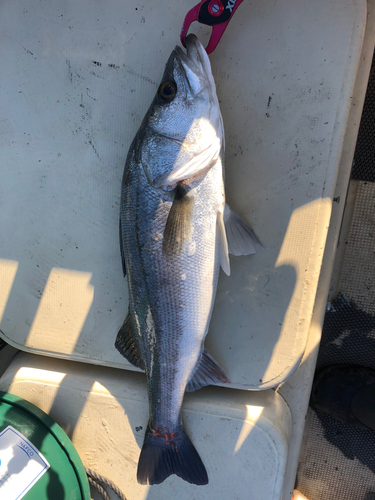 セイゴ（マルスズキ）の釣果