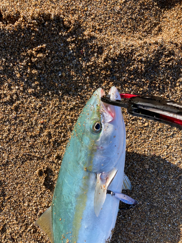 ツバスの釣果