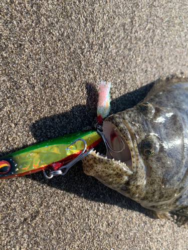 ヒラメの釣果