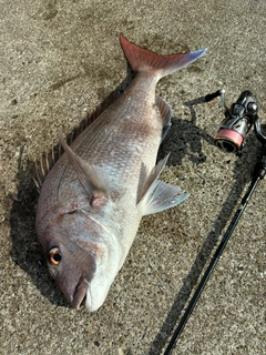 タイの釣果