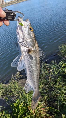 スズキの釣果