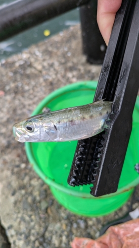 若洲海浜公園海釣り施設