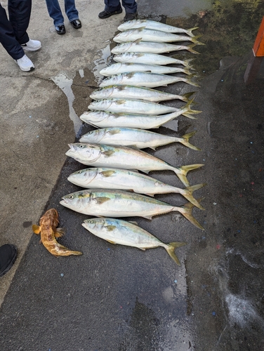 メジロの釣果