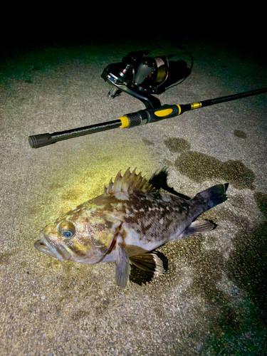 クロソイの釣果