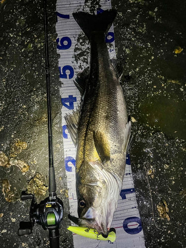 シーバスの釣果