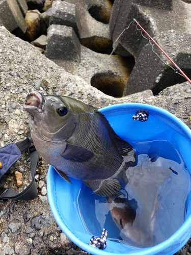 メジナの釣果