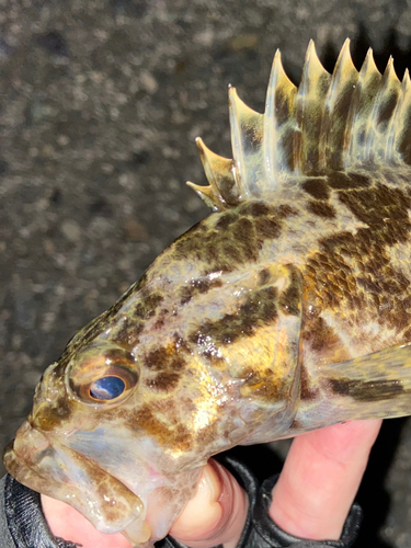 タケノコメバルの釣果