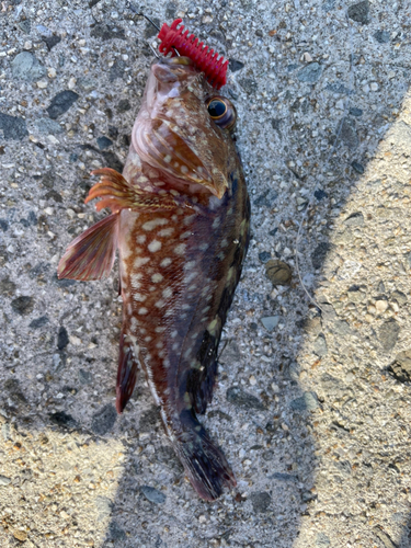 カサゴの釣果