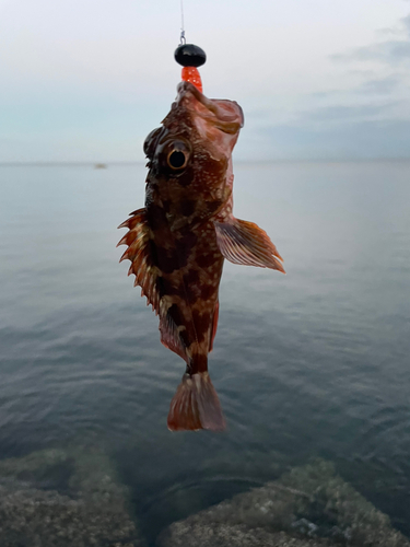 カサゴの釣果