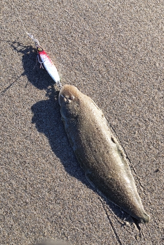 シタビラメの釣果