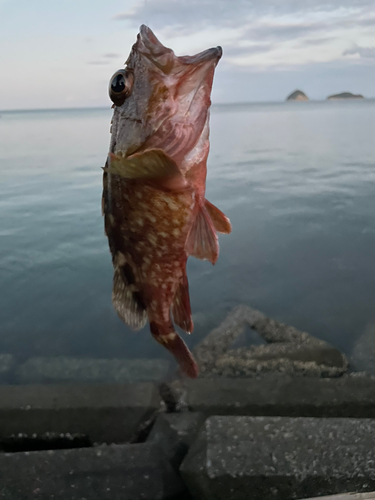 カサゴの釣果