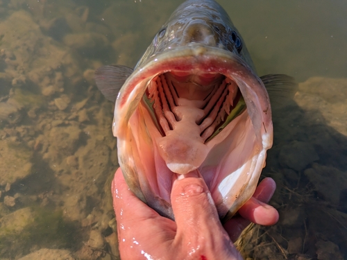 ブラックバスの釣果