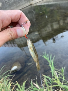 アブラハヤの釣果