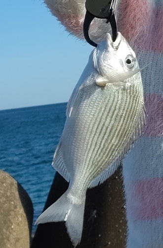 ヘダイの釣果