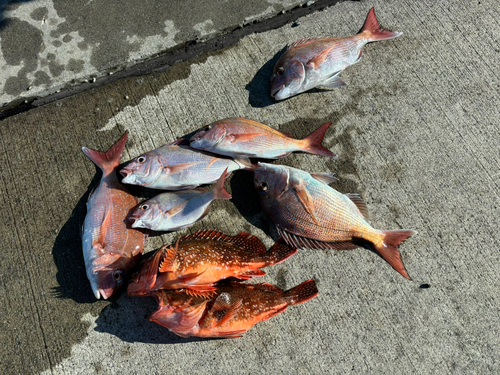 マダイの釣果