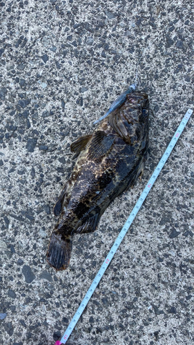 タケノコメバルの釣果