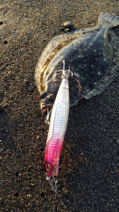 ヒラメの釣果