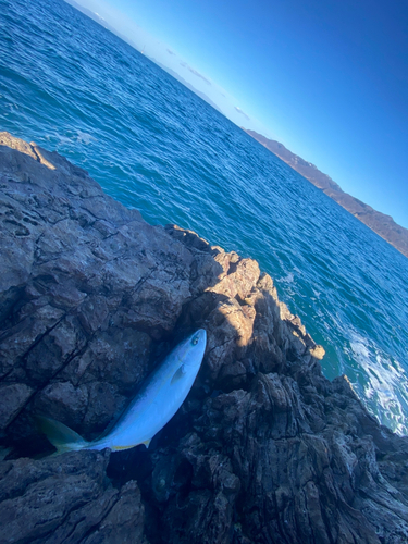 イナダの釣果