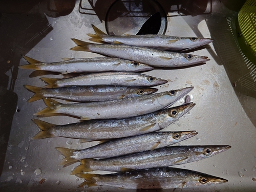 カマスの釣果