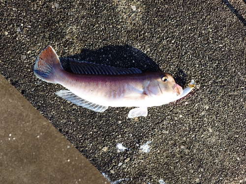 シロアマダイの釣果