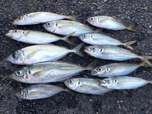 アジの釣果