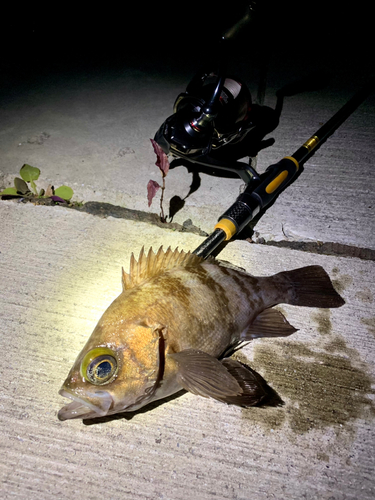 シロメバルの釣果