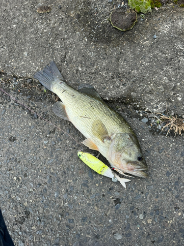 ブラックバスの釣果