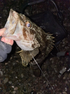 タケノコメバルの釣果