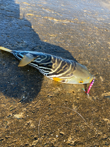 シマフグの釣果