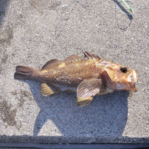 メバルの釣果