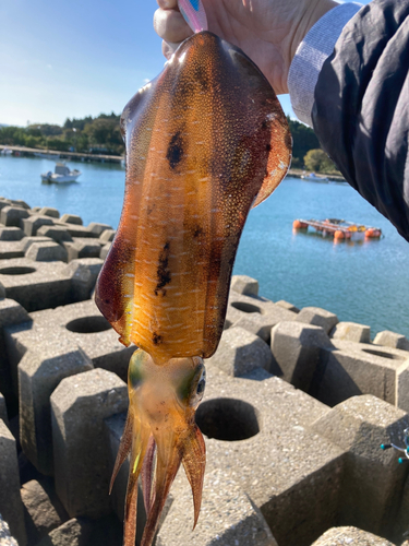 アオリイカの釣果