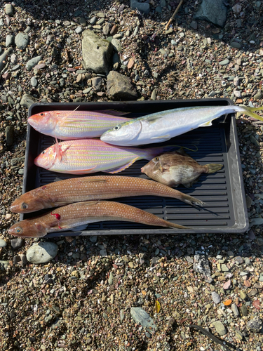 ヤズの釣果