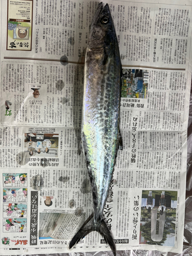 サゴシの釣果