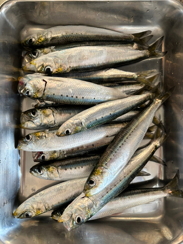 イワシの釣果