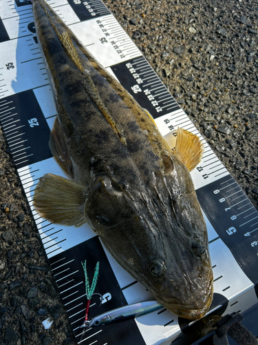 マゴチの釣果